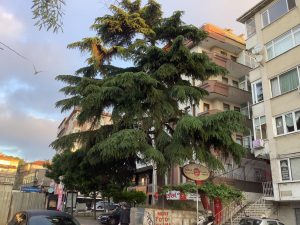 Ağaç Devrilmeden Önlem Alınabilecek mi?