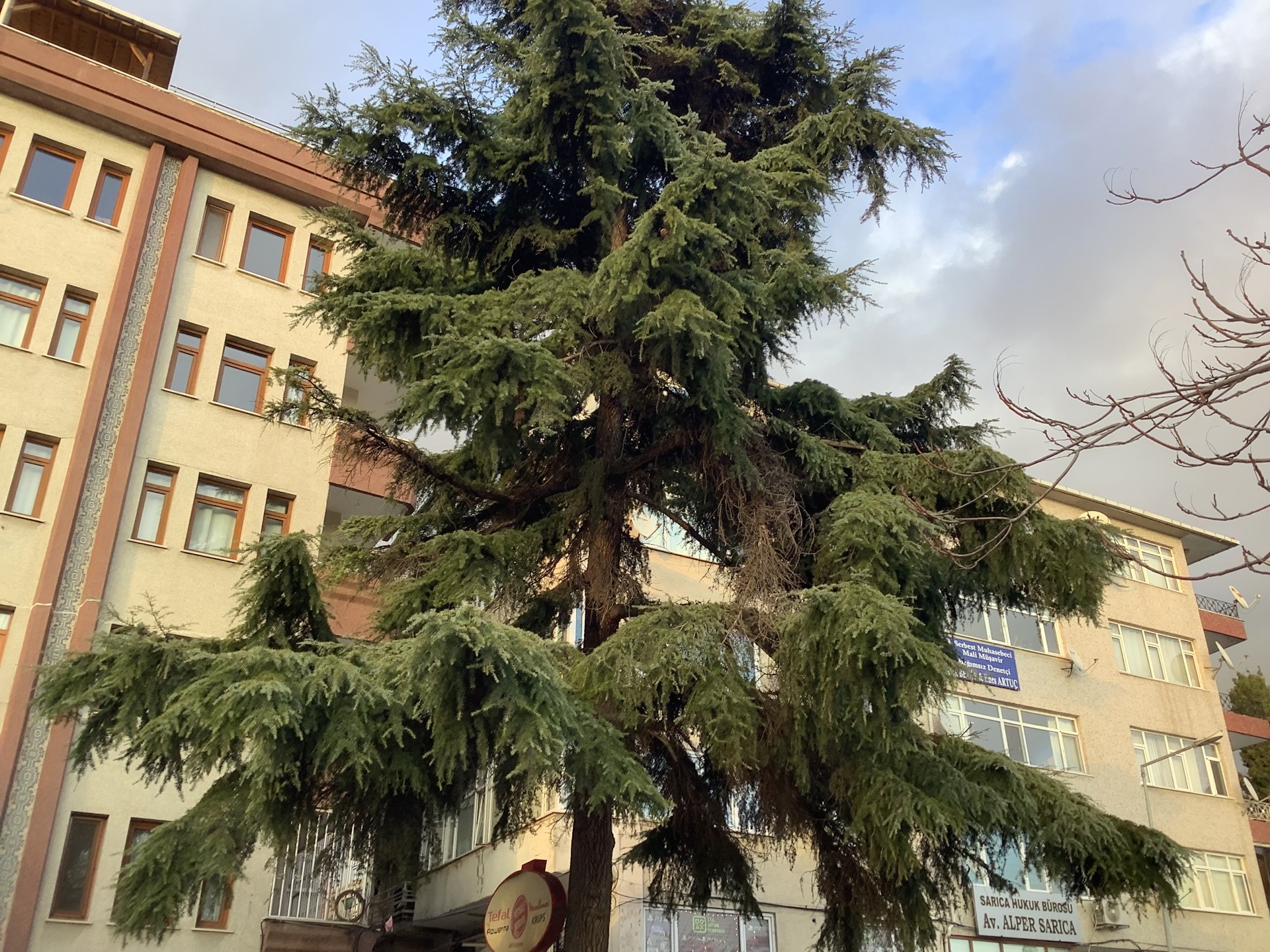 Bakırköy’de Ağaçların Bakım Ayı