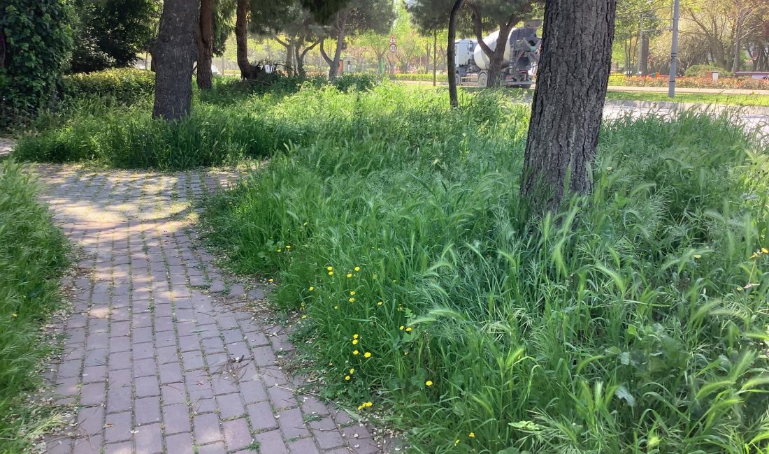 Bakırköy Belediye Başkanı’na Soruyoruz: Parklardaki Yabani Otların ve Ataköy’deki Yaya Yollarındaki Bakımsızlık Ne Zaman Giderilecek?