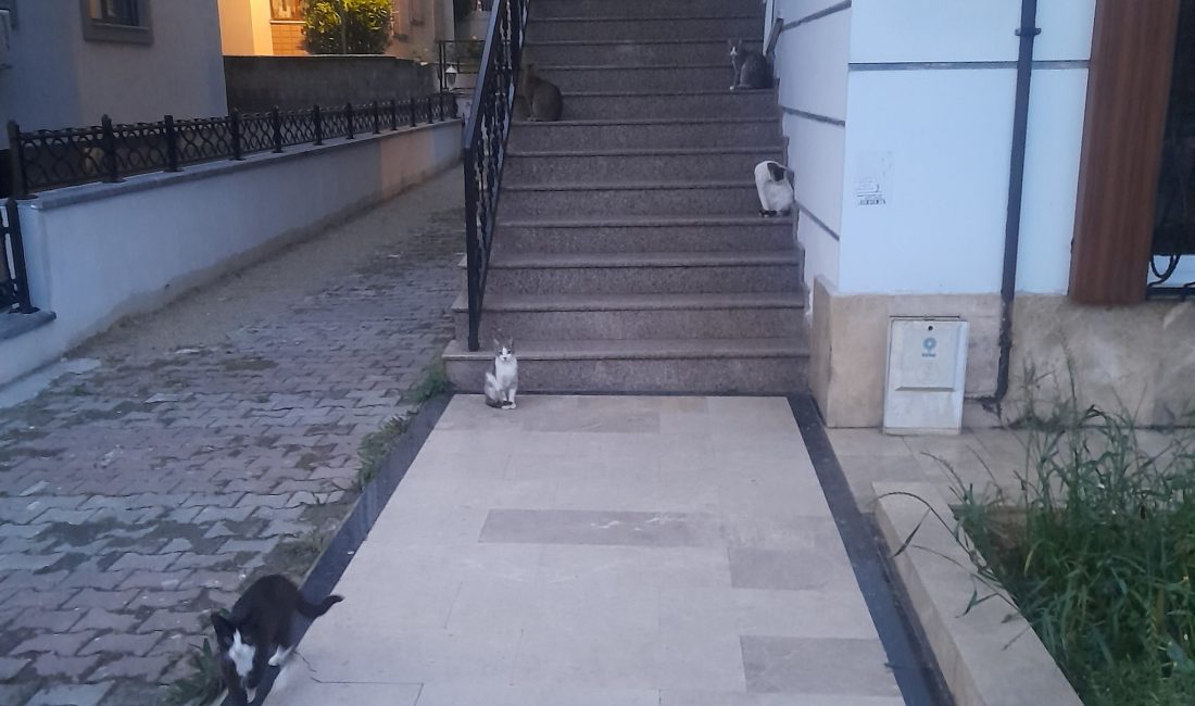 Bakırköy Karabal Caddesi’ndeki Bu