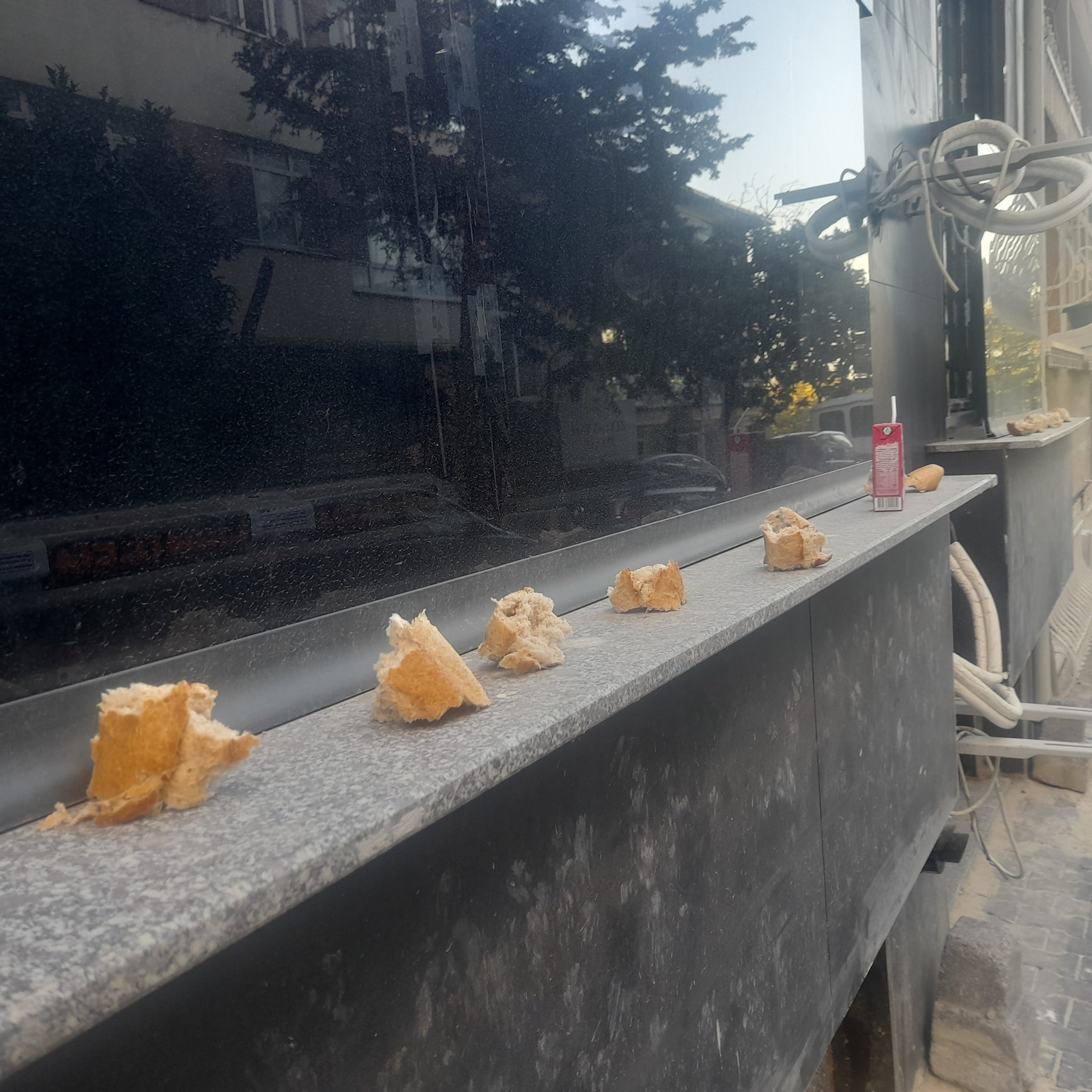 Cevizlik Mahallesi Sakinlerine: Kedileri Bu Şekilde Sevmeyin!
