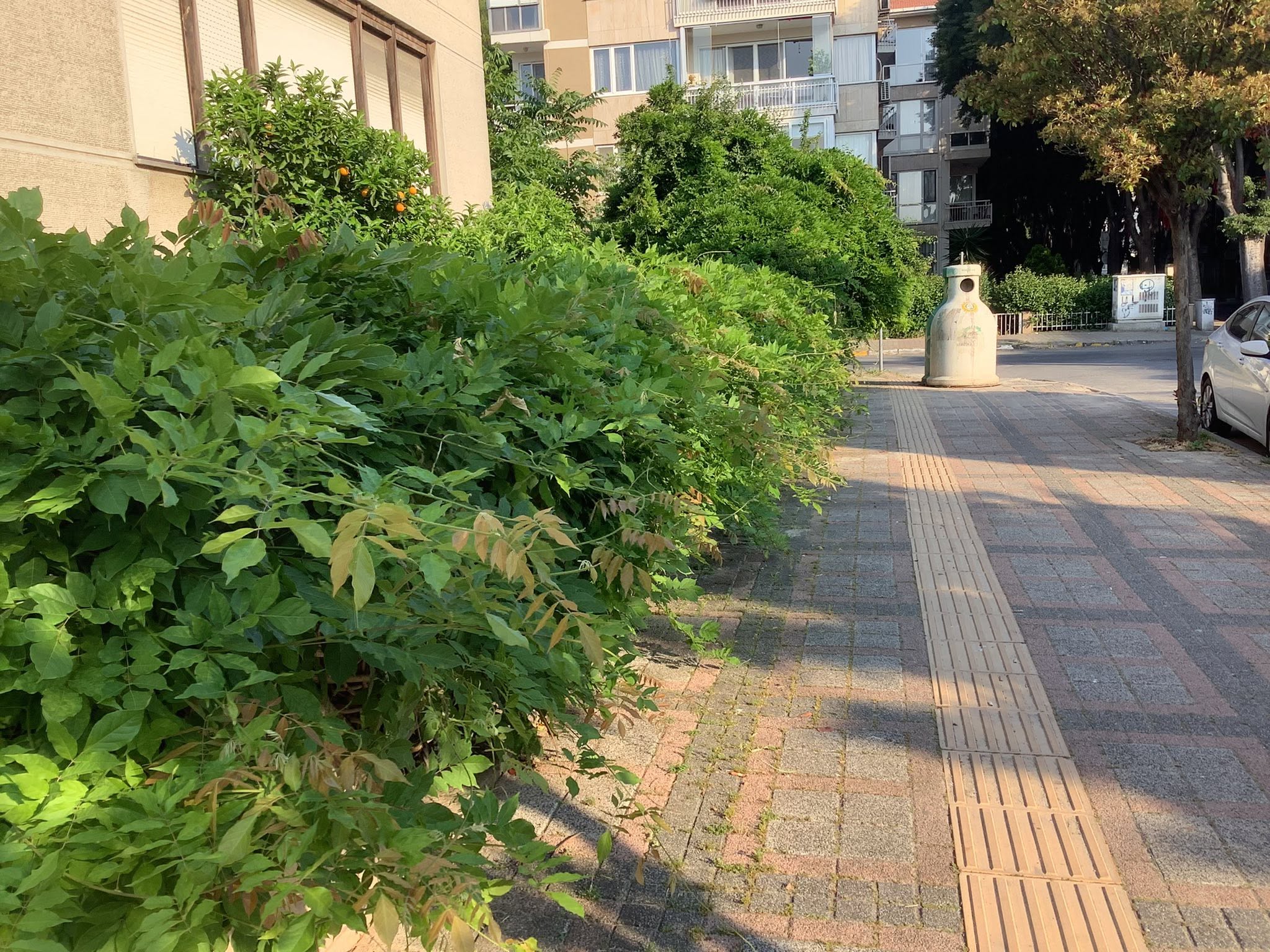 Yeşilyurt Ürgüplü Caddesi’ndeki Ağaçlar Yaya Yolunu Engelliyor Mu?